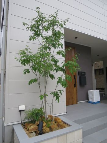 シンボルツリーの植栽