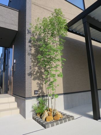 新築への植栽