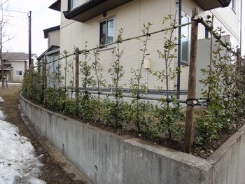 ウバメガシの生垣　植栽