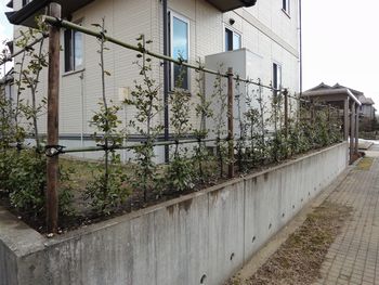 ウバメガシの生垣植栽