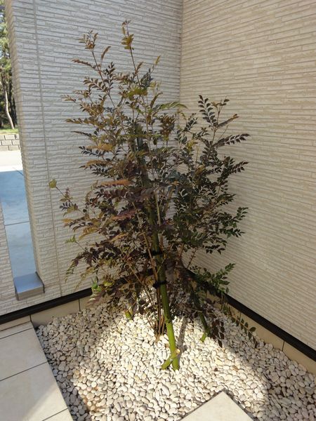 シマトネリコの植栽